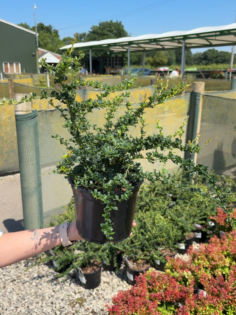 Berberis Darwinii Compacta 3 Litre Pot