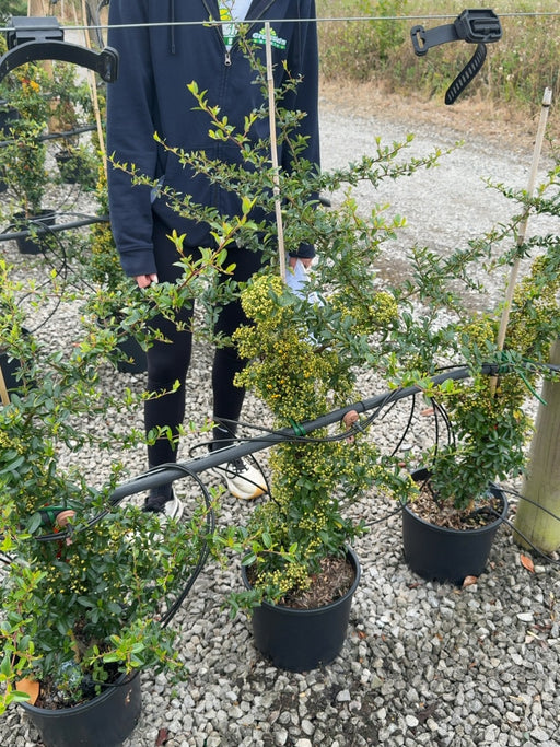 Pyracantha Orange Sapphire 4.5 Litre Pot 60/80cm