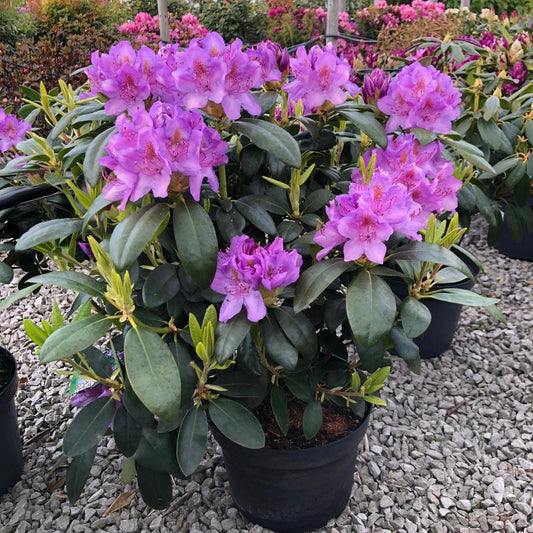 Rhododendron Hyb Catawbiense Grandiflorum 10 Litre Pot