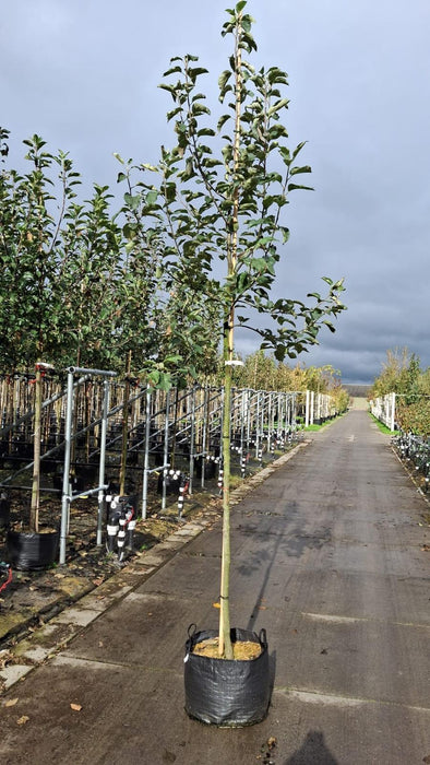 Apple Jonagold 10/12cm Girth Pot Grown