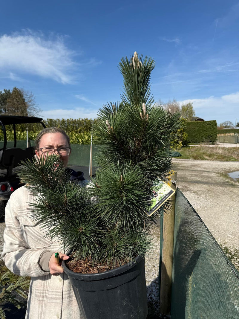 Pinus thunbergii 'Thunderhead' 18 Litre Pot