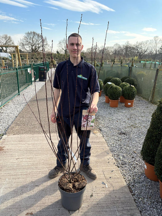 Prunus Cistena 12 Litre Pot 100/125cm