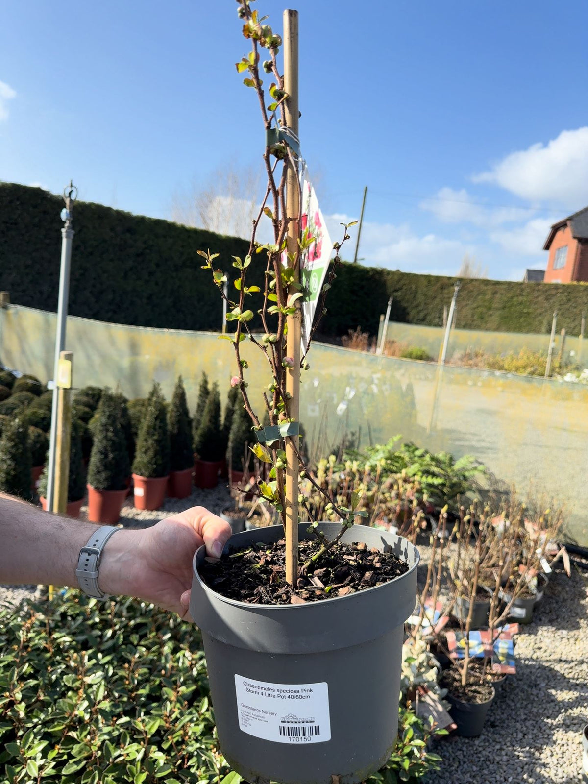 Chaenomeles speciosa Pink Storm 4 Litre Pot 40/60cm
