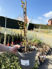 Chaenomeles speciosa Pink Storm 4 Litre Pot 40/60cm