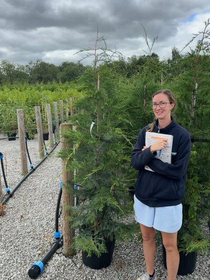 Leylandii Hedging 200cm 30 Litre Pot