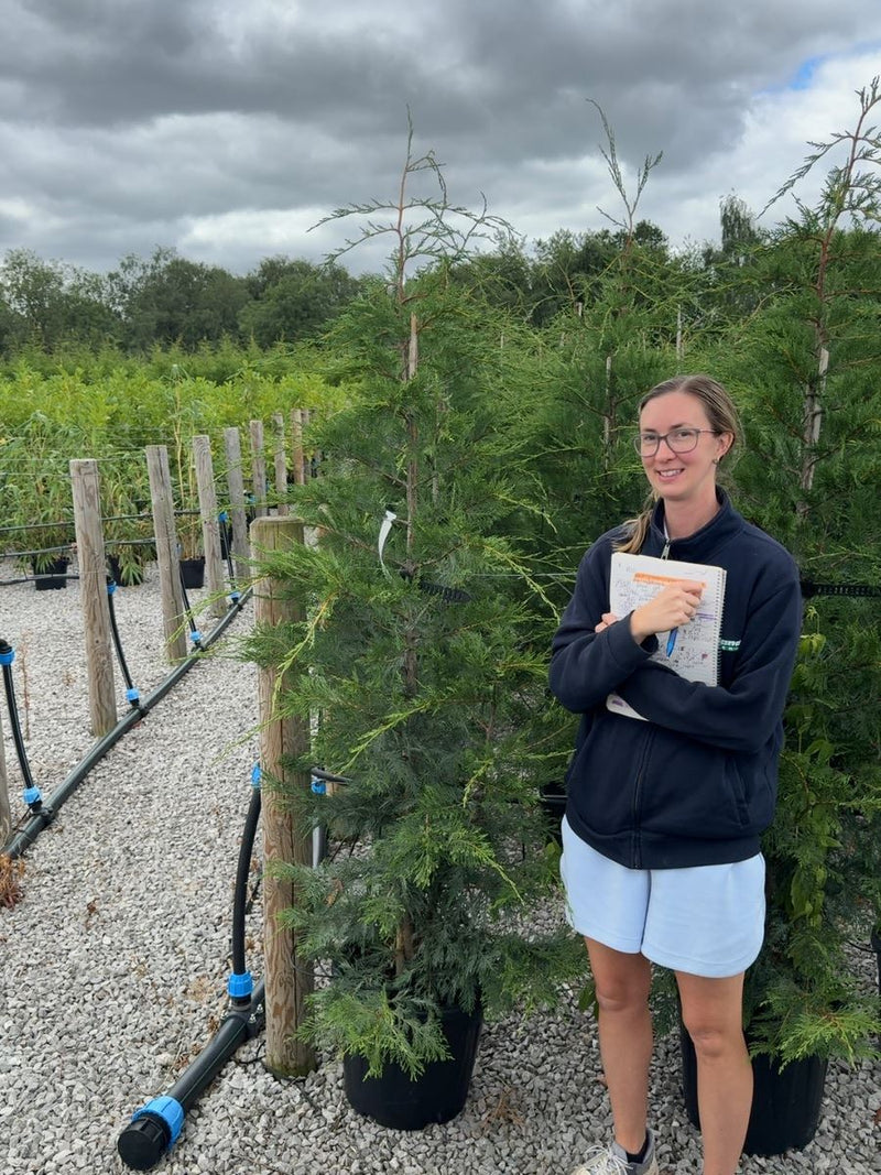 Leylandii Hedging 200cm 30 Litre Pot