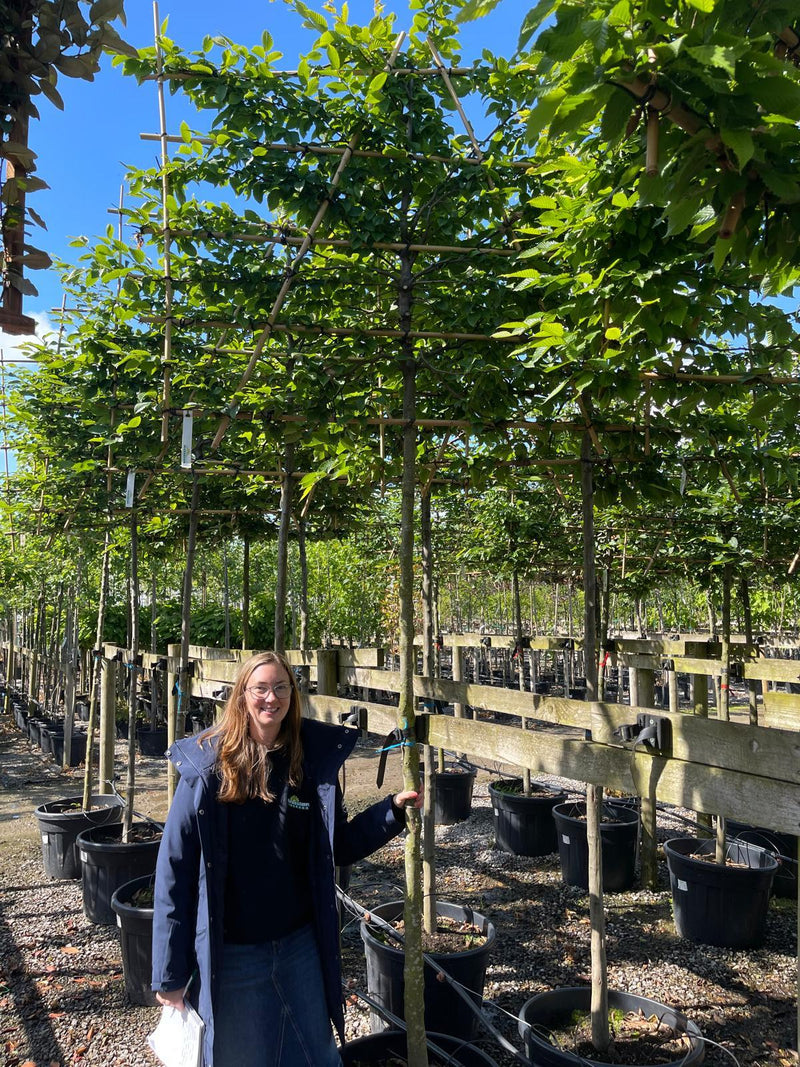 Carpinus B. Pleached 12/14cm G, 200cm Stem, 120cm H x 150cm W Frame