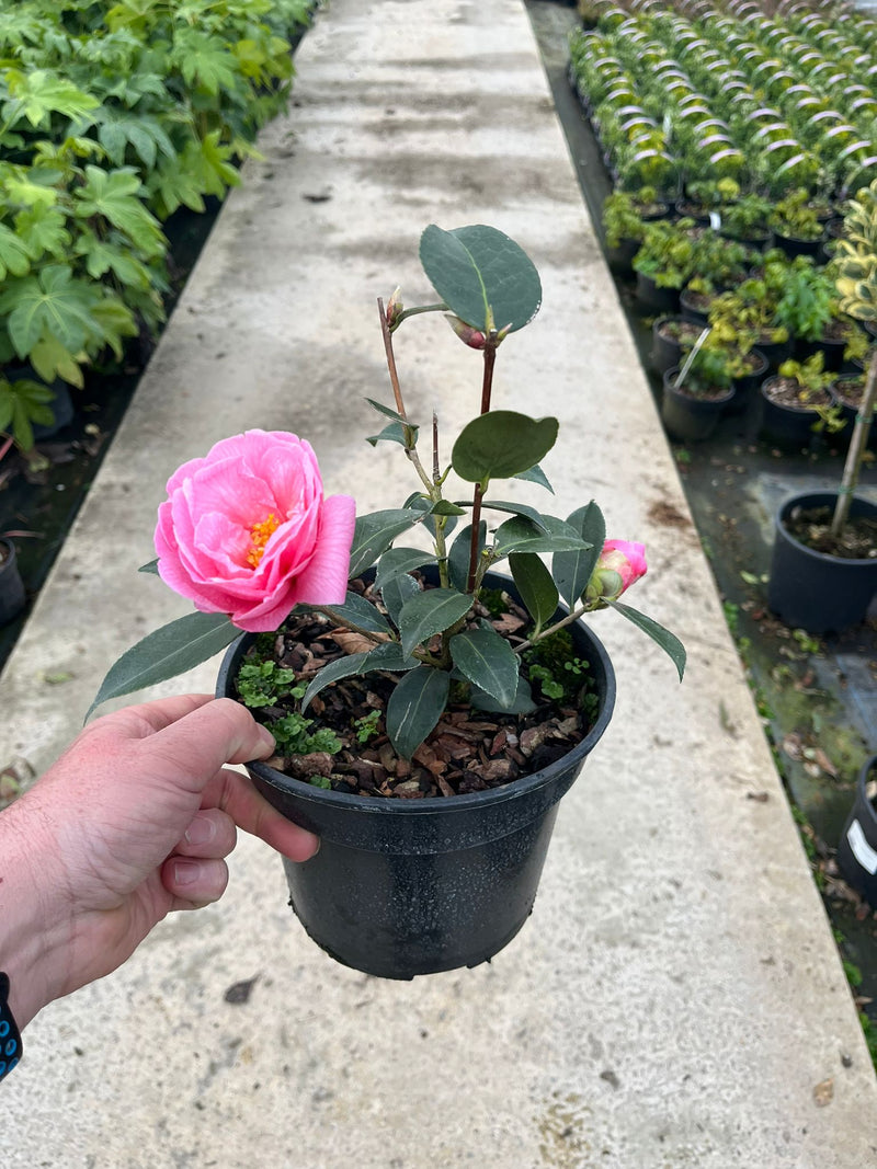 Camellia x Williamsii Donation 3 Litre Pot