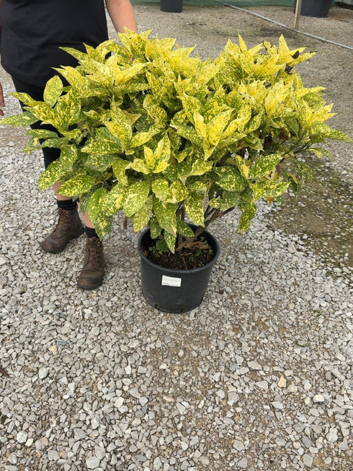 Aucuba Japonica Crotonifolia 20 Litre Pot 80-100cm