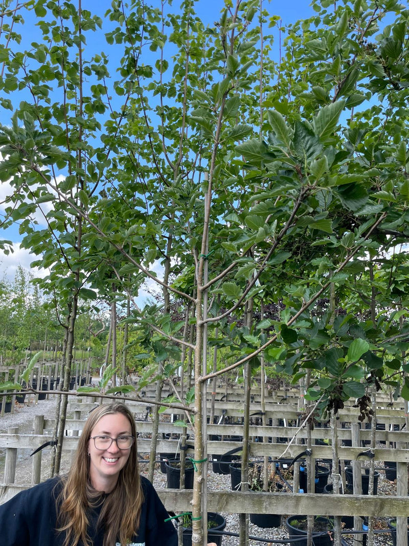 Sorbus Joseph Rock Heavy Standard 8-10cm Girth 35 Litre Pot