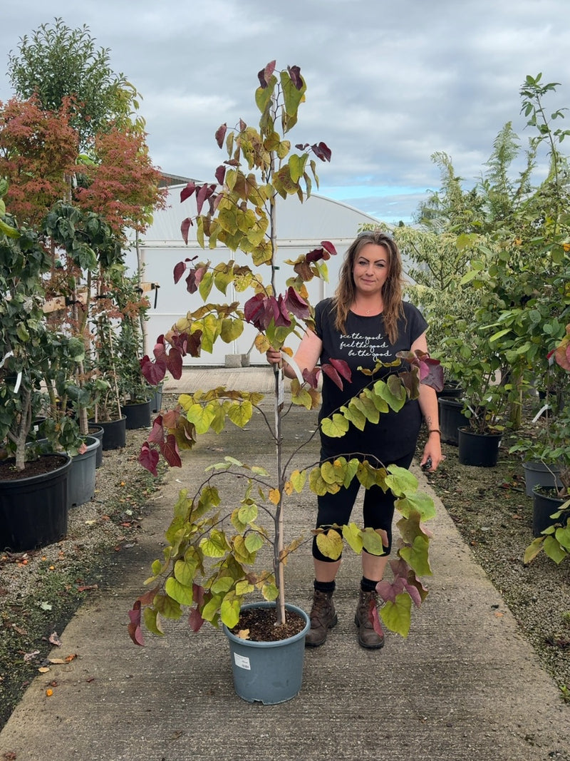 Cercis canadensis Eternal Flame 15 Litre Pot