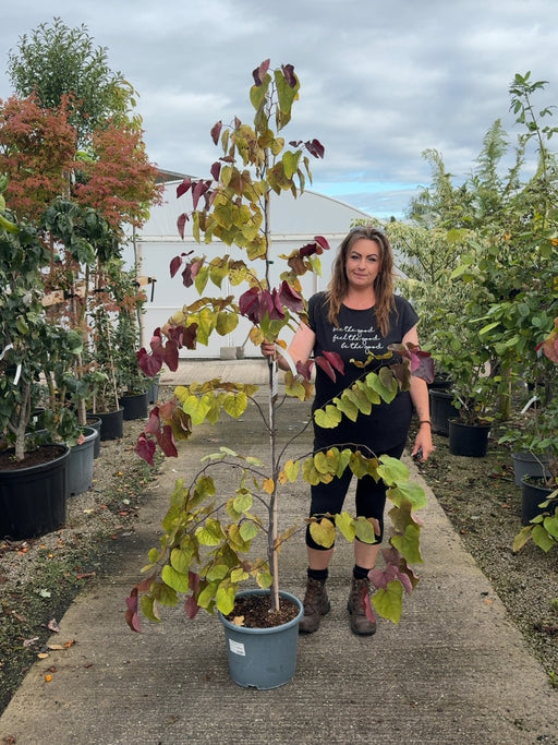 Cercis canadensis Eternal Flame 15 Litre Pot