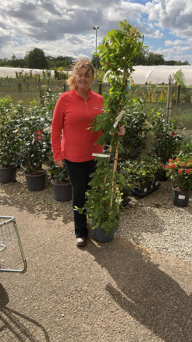 Wisteria floribunda Caroline 10 Litre Pot