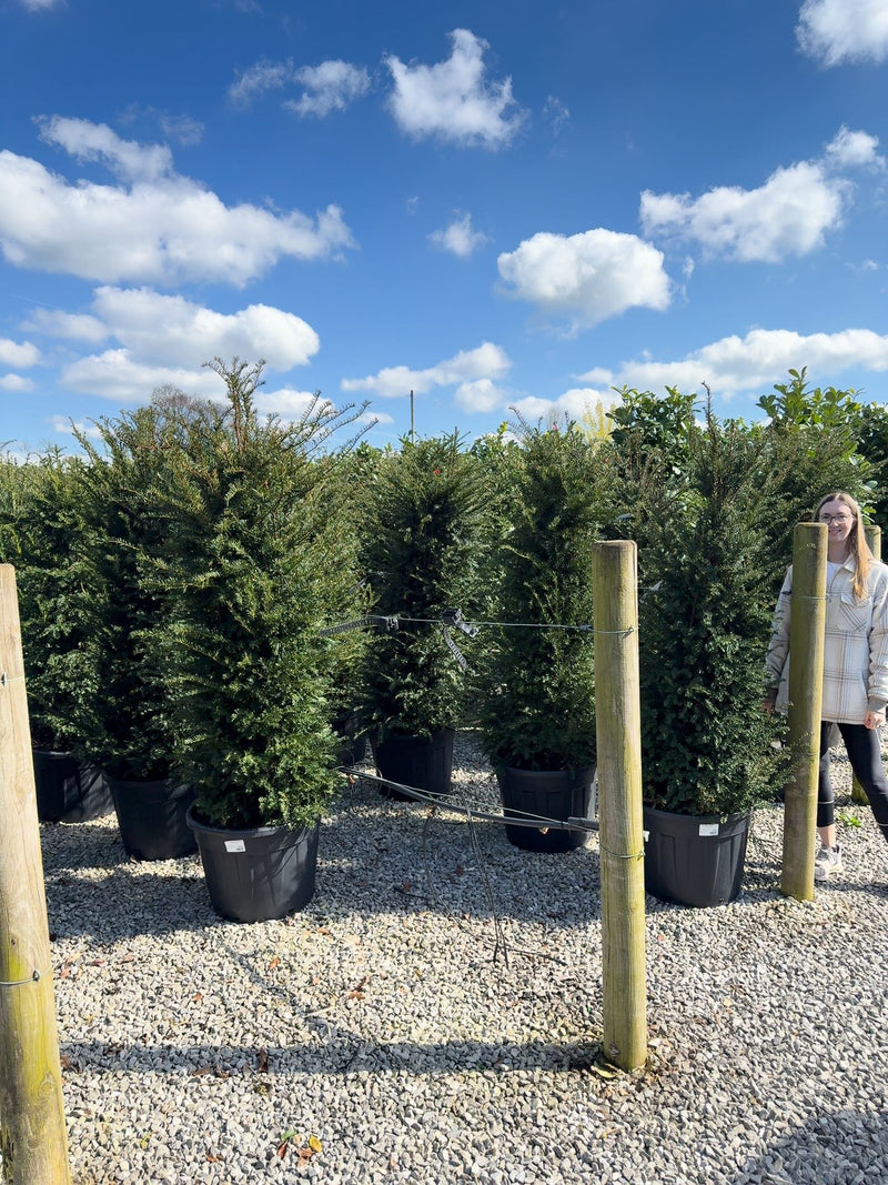 Yew Hedging 150/175cm Extra Wide 55 Litre Pot