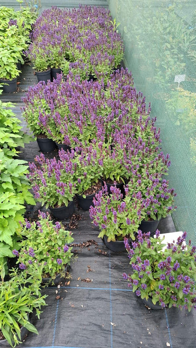 Salvia Sensation Dark Blue 3 Litre Pot
