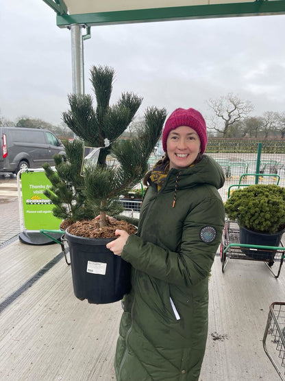 Pinus Nigra Oregon Green 15 Litre Pot