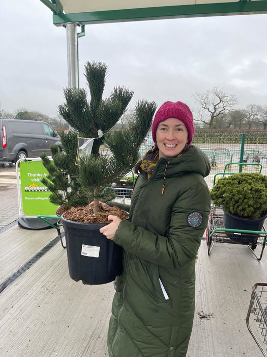Pinus Nigra Oregon Green 15 Litre Pot