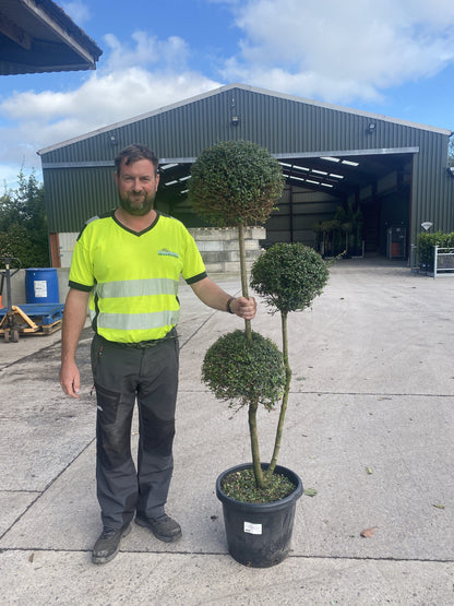 Ligustrum Delavayanum 3 Ball Pom Pom Multi-Stemmed Cloud Tree