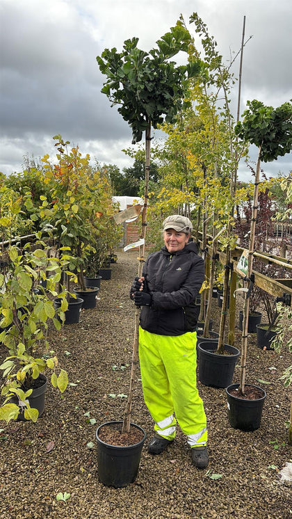 Ginkgo Biloba Mariken 18 Litre Pot Standard  200cm Stem