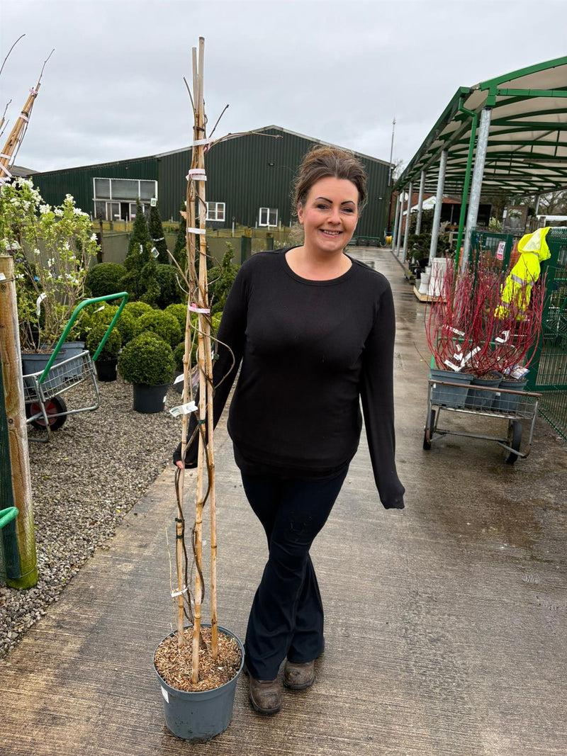 Wisteria Floribunda Rosea 10 Litre Pot