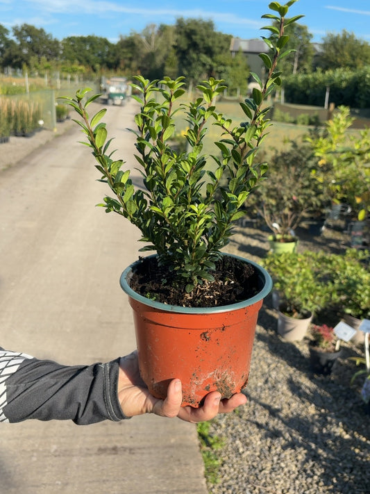 Ilex Crenata Jenny 2 Litre Pot