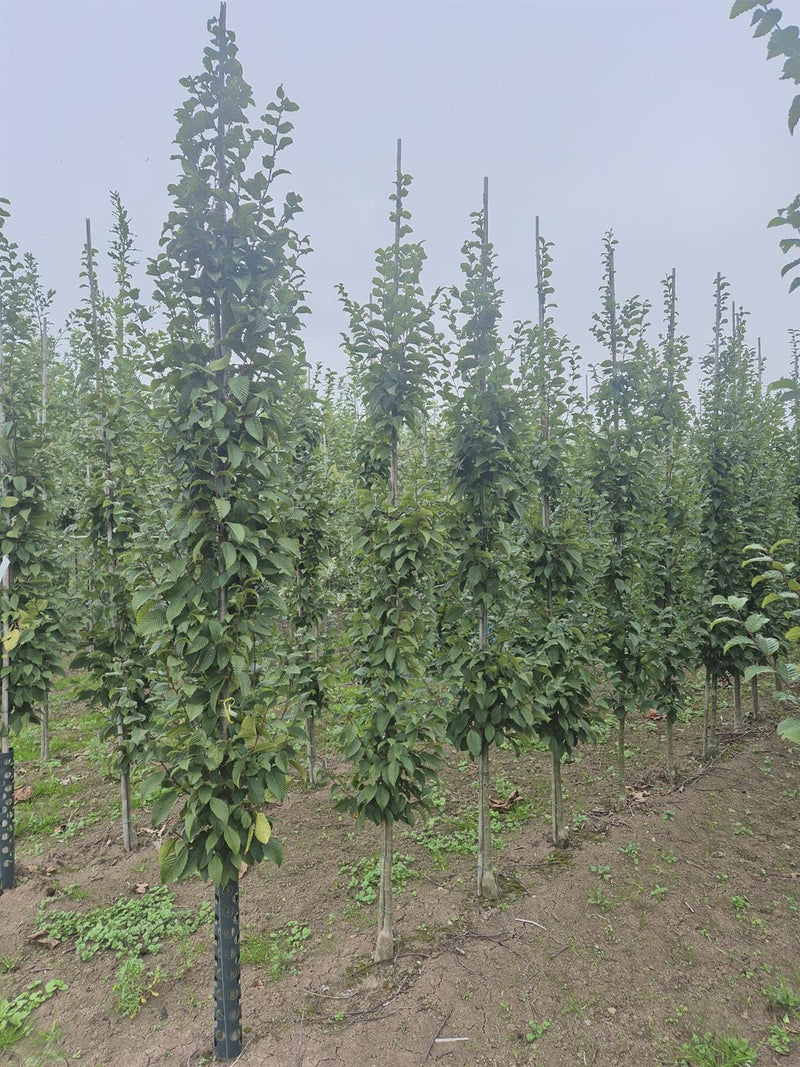 Carpinus Bet Lucas 8/10cm Girth Pre Order/Ready For June