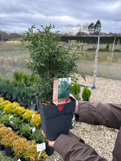 Chamaecyparis obtusa Lycopdioiders 2 Litre Pot