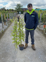 Salix Caprea Kilmarnock 5 Litre Pot 1/2 Std Stem 110cm