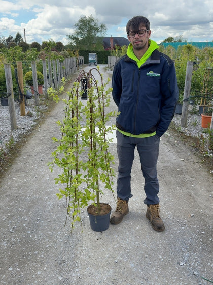 Salix Caprea Kilmarnock 5 Litre Pot 1/2 Std Stem 110cm