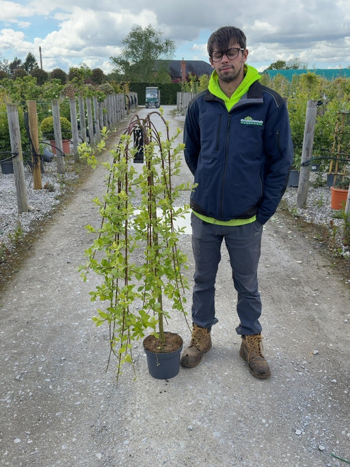 Salix Caprea Kilmarnock 5 Litre Pot 1/2 Std Stem 110cm