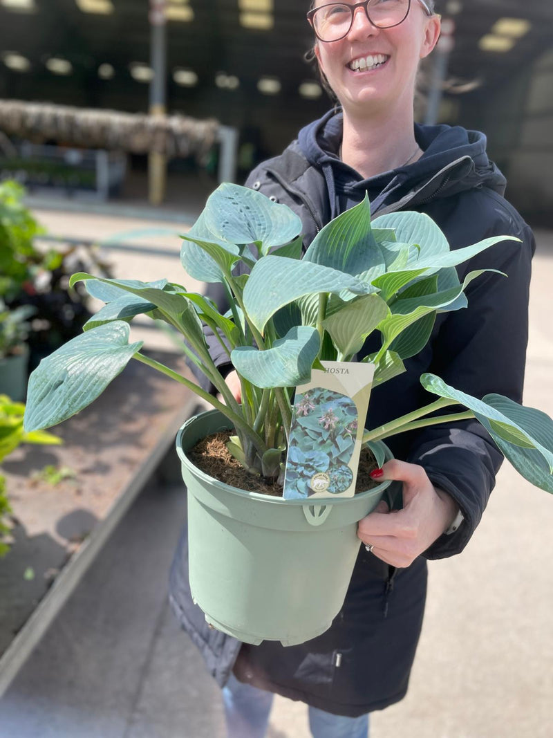 Hosta Halcyon 5 Litre Pot