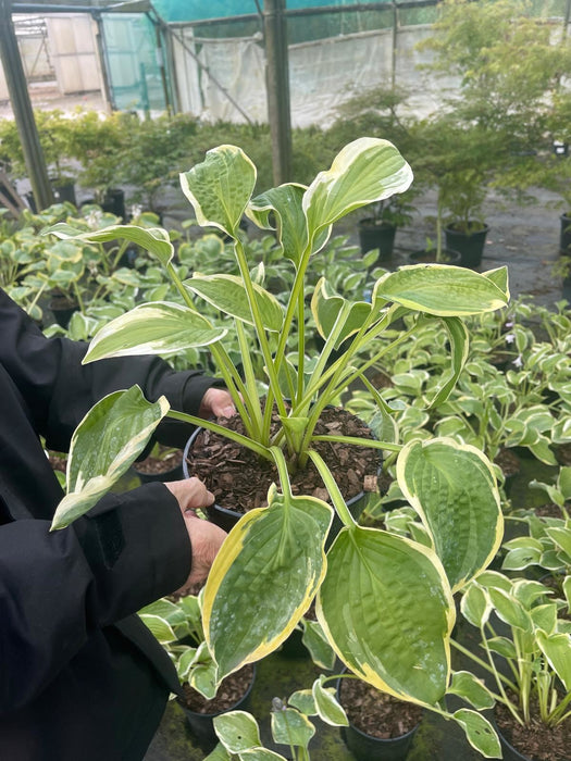 Hosta Wide Brim 11cm Pot