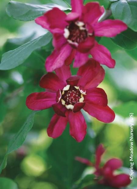 Calycanthus Hartlage Wine 20 Litre Pot 125-150cm