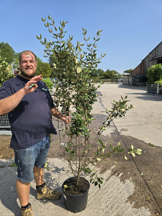 Viburnum Burkwoodii 20 Litre Pot 150/175cm