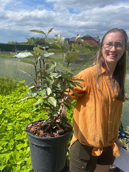 Elaeagnus Ebbingei Compacta 3 Litre Pot