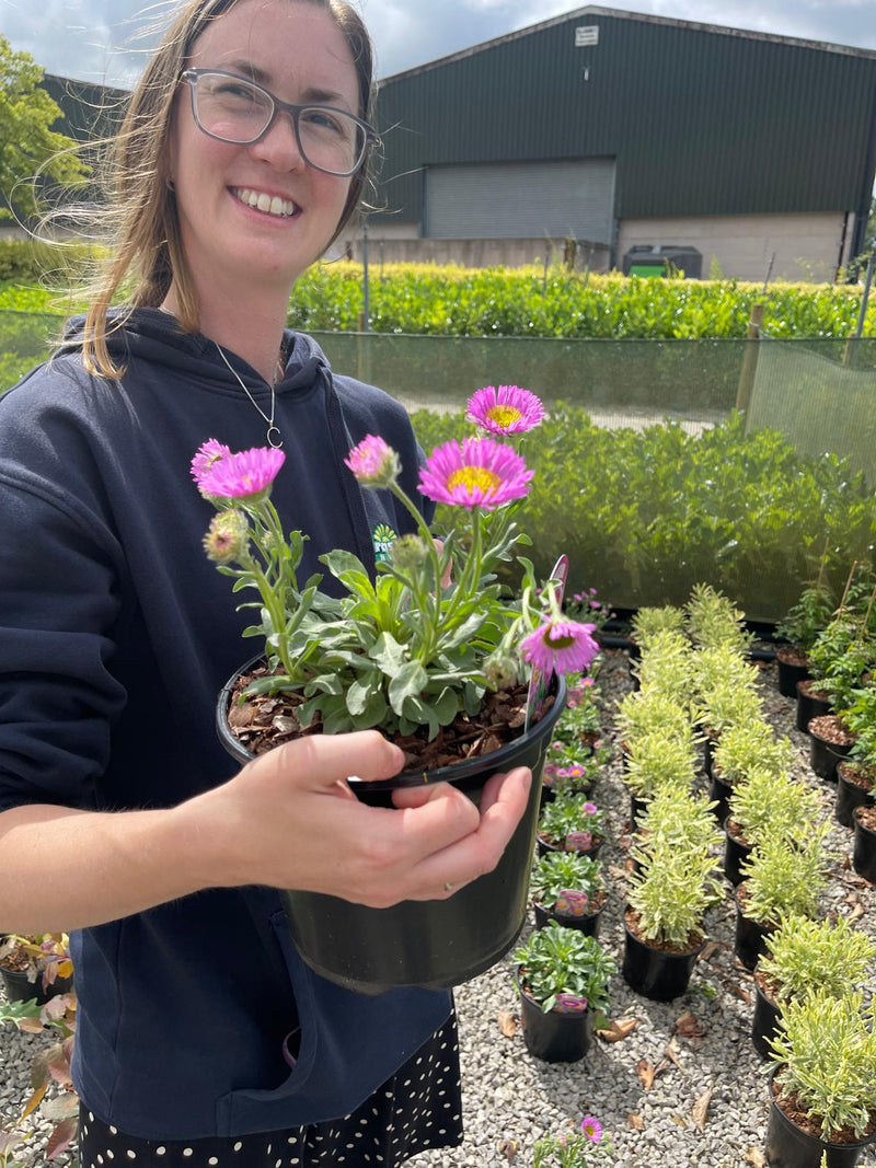 Erigeron Sea Breeze 3 Litre Pot