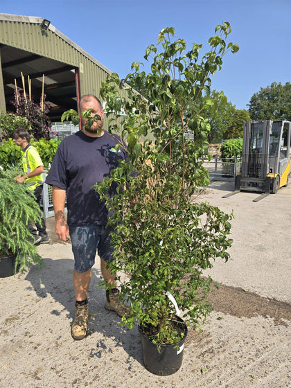 Cornus Kousa China Girl 20 Litre Pot 175/200cm Tall