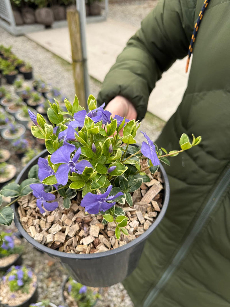 Vinca Minor Ralph Shugert 3 Litre Pot