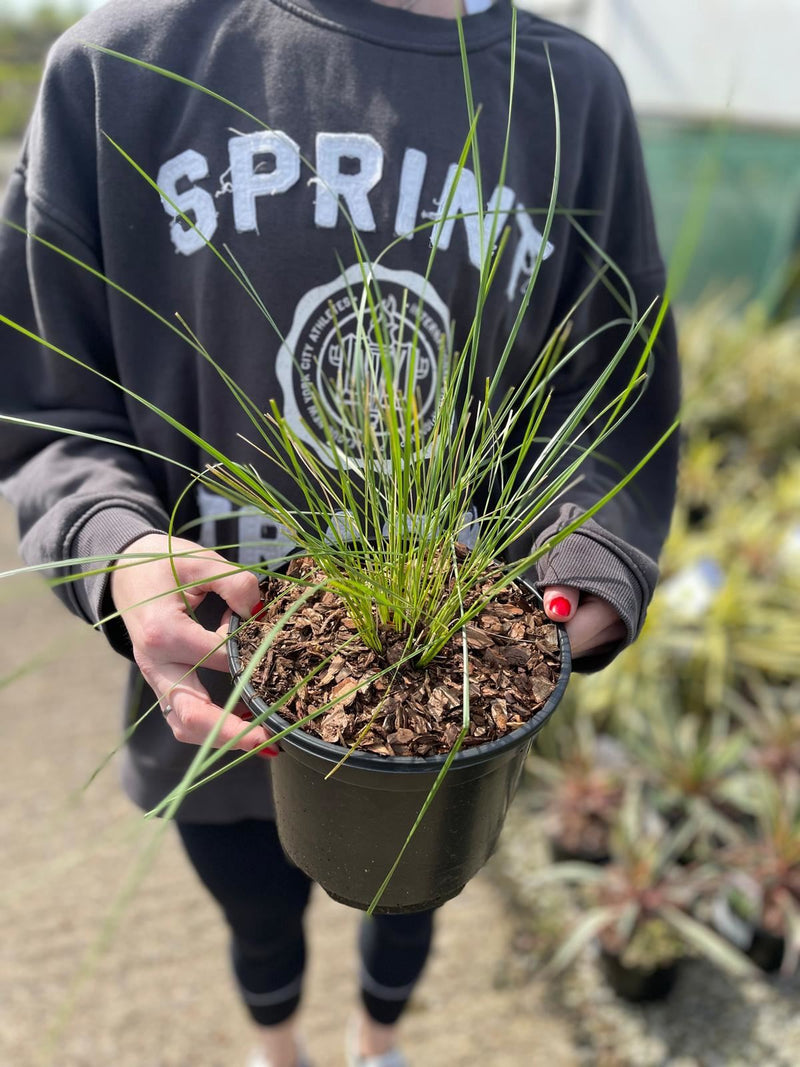 Stipa Gigantia 2 Litre Pot