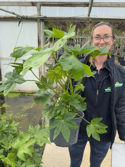 Fatsia japonica - Japanese Aralia 5 Litre Pot