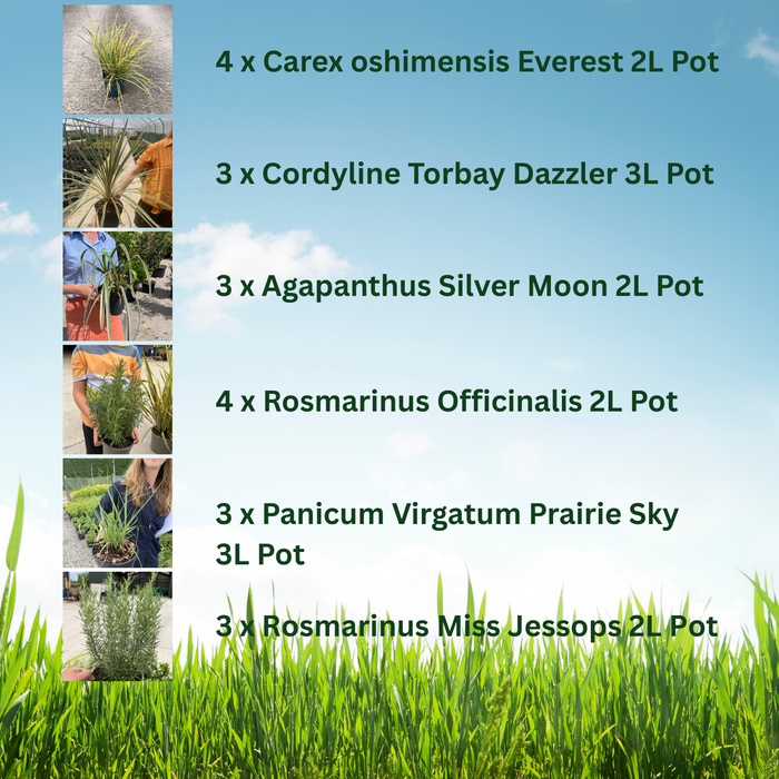 20 x Drought Tolerant Border Pack