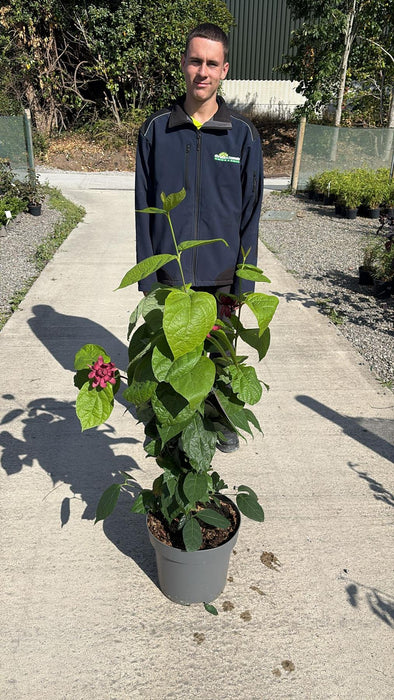 Calycanthus Hartlage Wine 12 Litre 80/100cm