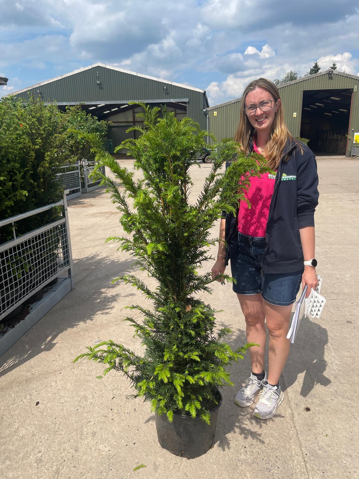 Yew Hedging 15 Litre Pot 140/150cm