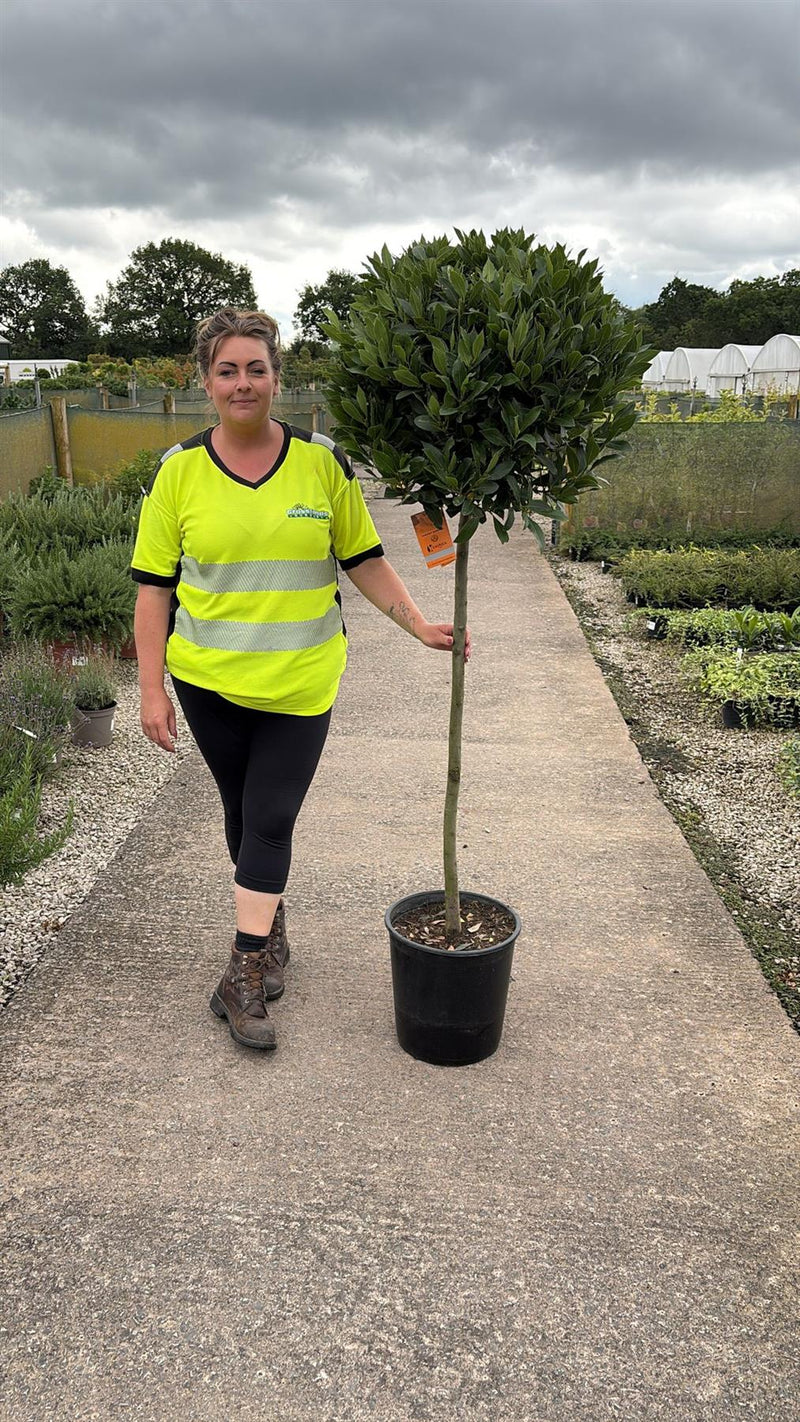 Laurus Nobilis 1/2 Standard 20 Litre Pot 100cm Stem & Head 60/65cm
