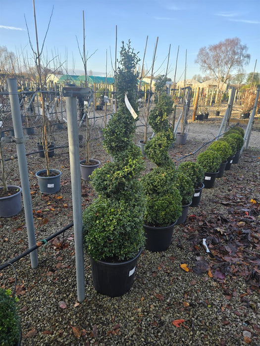 Buxus Spiral 120-140cm