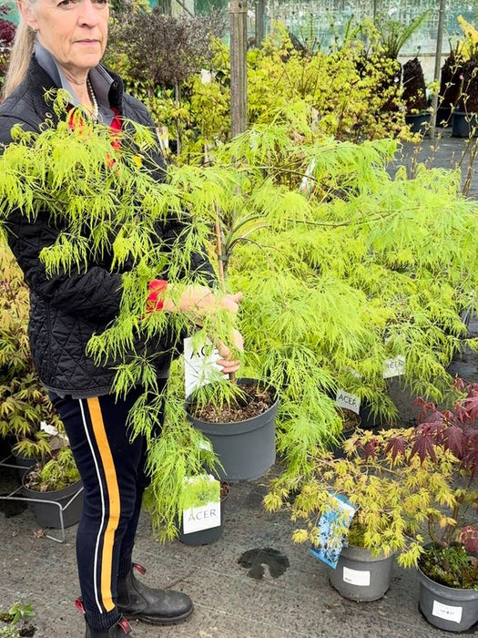 Acer palmatum Dissectum 4 Litre Pot