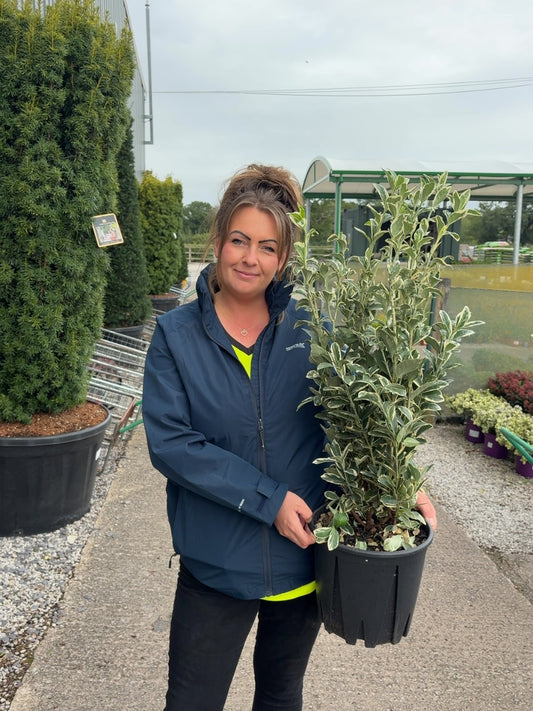 Euonymus japonicus Bravo 9 Litre