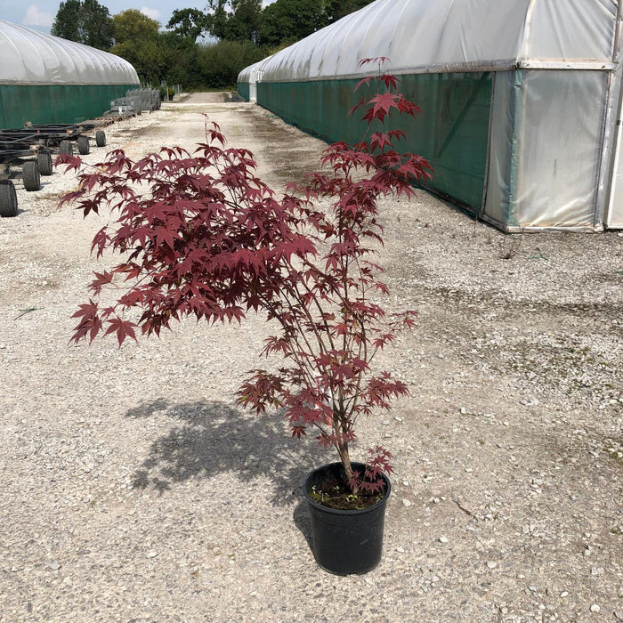 Acer palmatum Atropurpurea 10 Litre Pot