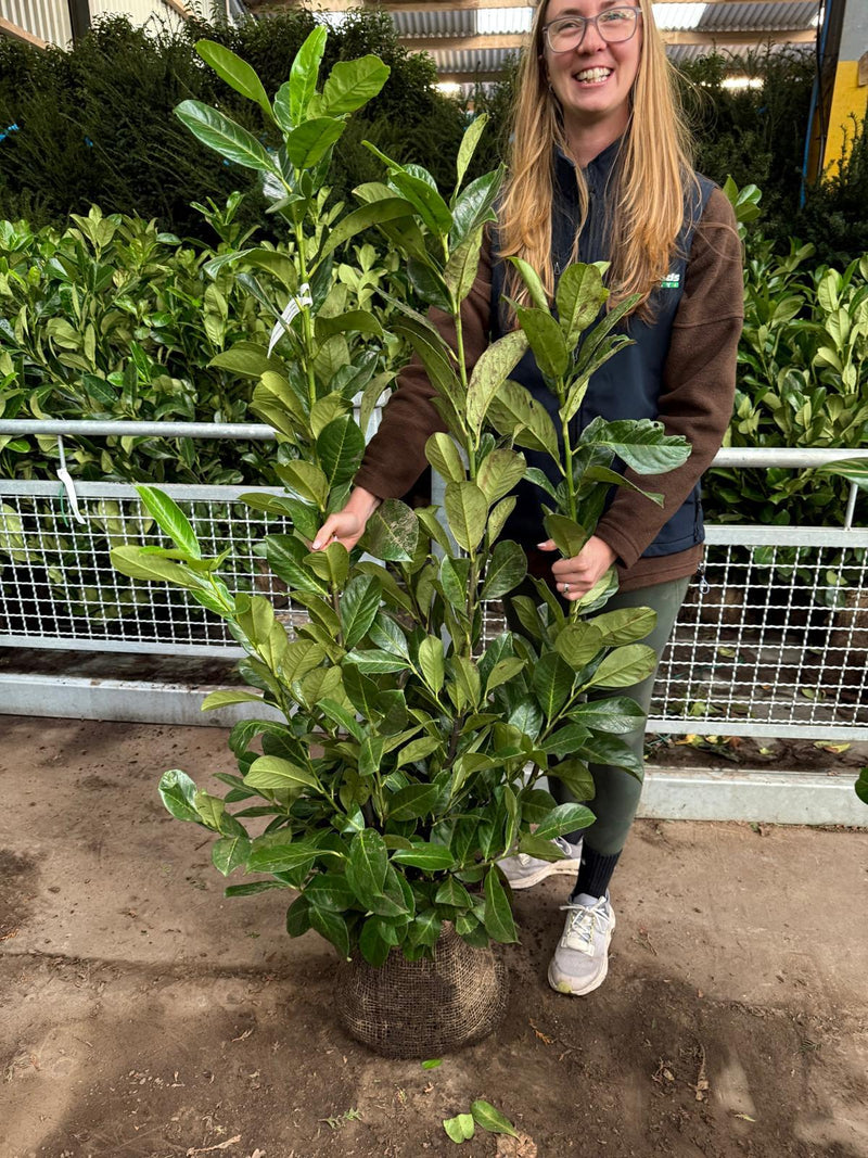 ig Deal Cherry Laurel Root Ball 100/120cm x 40 Delivery from October