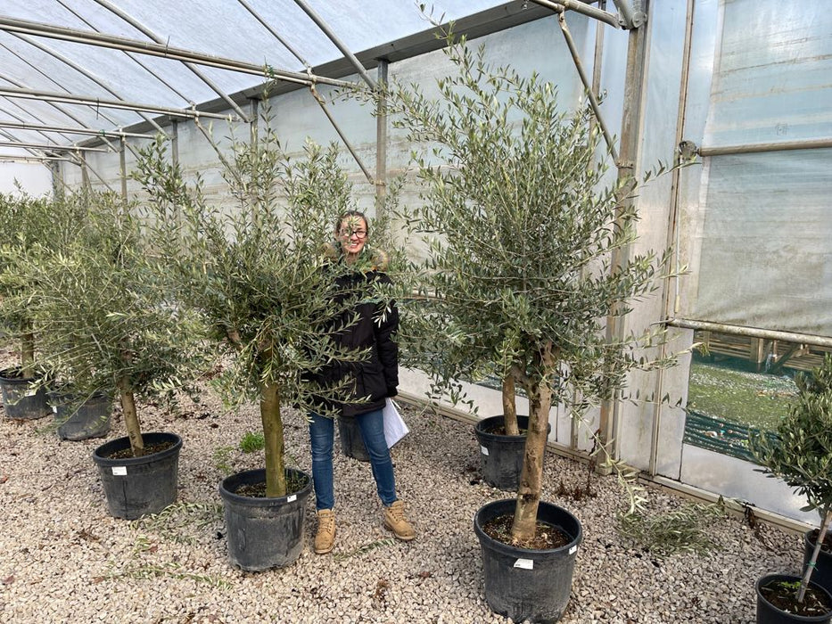 Olive Tree Heavy Trunked Half Standard 45 Litre Pot